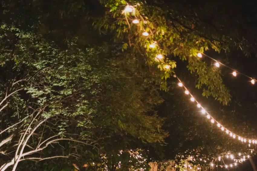 String lights draped through the branches of mature trees at night, illuminating the leaf canopy from within.