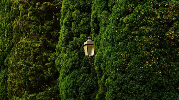 A traditional glass-paned lantern fixture glowing warm white, mounted flush within a dense clipped hedge wall of columnar conifers.