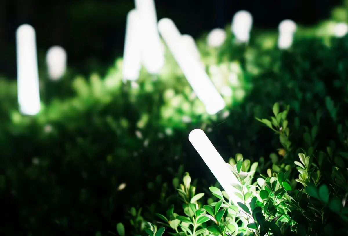 Close-up at night of glowing linear uplight fixtures rising out of a boxwood hedge, backlighting the green foliage from within.